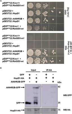 The Pseudomonas syringae pv. tomato DC3000 effector HopD1 interferes with cellular dynamics associated with the function of the plant immune protein AtNHR2B